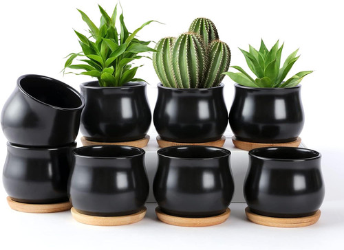Pack succulent plant pots - pack,